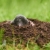 Gaithersburg Squirrel Control by Hughes Termite & Pest Control
